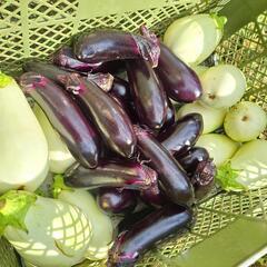 22(火)野菜無人販売🚩の画像