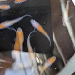 小町メダカ２３匹の画像