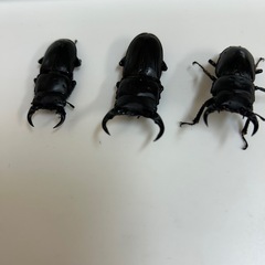 ちっちゃいオオクワガタの画像