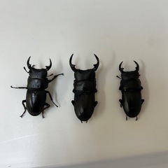 ちっちゃいオオクワガタの画像