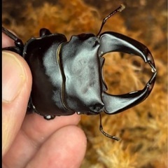 ホペイオオクワガタペア（種親候補）の画像