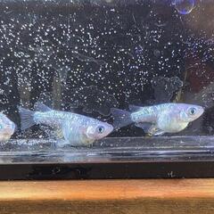 ロイヤルブルー　ダルマめだか　メダカの画像