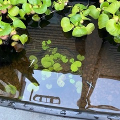 花魁メダカの画像