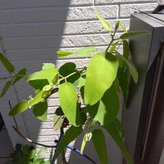 レモンユーカリ抜き苗 観葉植物の画像