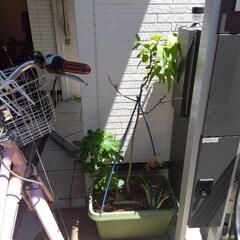 レモンユーカリ抜き苗 観葉植物の画像