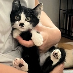緊急募集　5月生まれ甘えん坊の女の子です