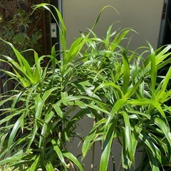 観葉植物　ドラセナ・レフレクサ　高さ１５５センチの画像