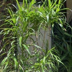 観葉植物　ドラセナ・レフレクサ　高さ１５５センチの画像
