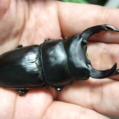 三重県産オオクワガタ F1 ♂71.5ミリ ♀46.2ミリ ペアの画像