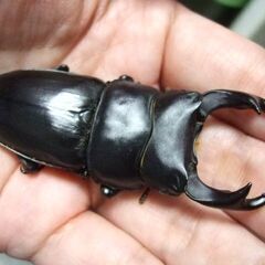 三重県産オオクワガタ F1 ♂71.5ミリ ♀46.2ミリ ペアの画像