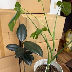 植物+IKEA イスセットの画像