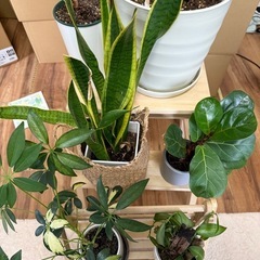 植物+IKEA イスセットの画像
