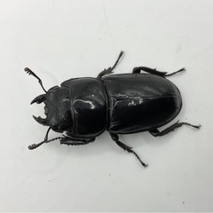 アルキデスヒラタクワガタ成虫ペア　発送可能の画像