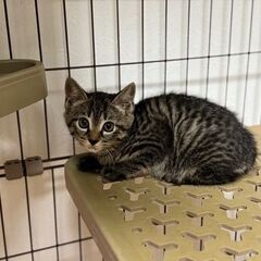 【血液検査陰性】生後3ヶ月くらいの子猫ちゃん