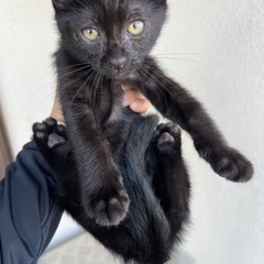 保護猫