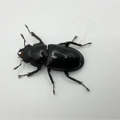セアカフタマタクワガタ成虫ペア　配送可能の画像