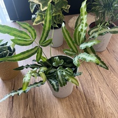 お買い得‼️観葉植物１つ売りです🪴の画像