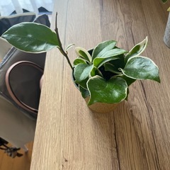 お買い得‼️観葉植物１つ売りです🪴の画像