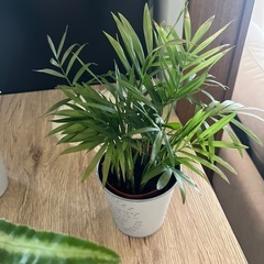 お買い得‼️観葉植物１つ売りです🪴の画像