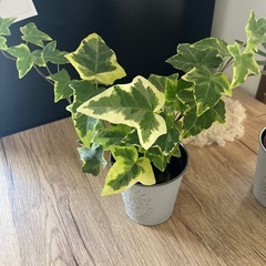 お買い得‼️観葉植物１つ売りです🪴の画像