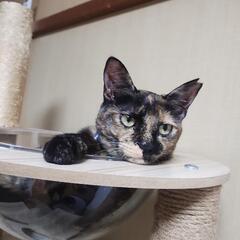 元気なサビ猫ちゃん
