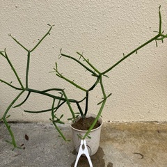 ミルクブッシュ・ミニ②
