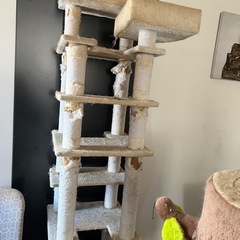 キャットホイール、キャットタワーの画像