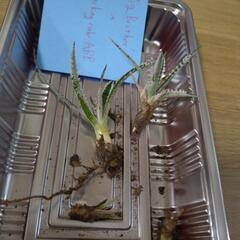 ディッキア(dykia big brother x tracking code ABB)の画像