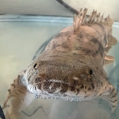 ポリプテルスの画像