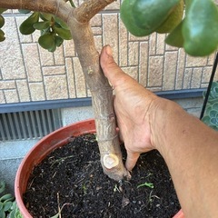 金のなる木の画像