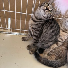 とても美猫の兄弟5