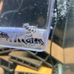 熱帯魚　キンペコ3匹セット①の画像