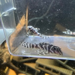 熱帯魚　キンペコ3匹セット①の画像