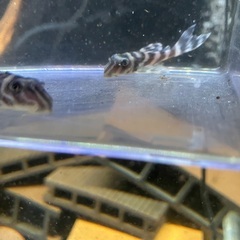 熱帯魚　キンペコ3匹セット①の画像