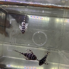 熱帯魚　キンペコ3匹セット①の画像