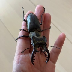 ミヤマクワガタ