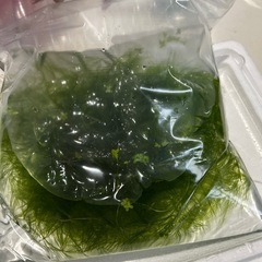 マツモ　大量発生　の画像
