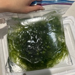 マツモ　大量発生　の画像