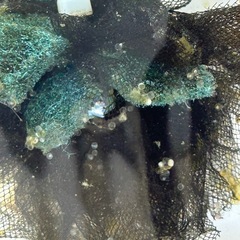 メダカ卵　　ミックスの画像