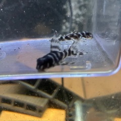 商談中です！！　熱帯魚　キンペコ3セット②の画像