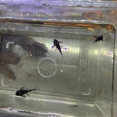 商談中です！！　熱帯魚　キンペコ3セット②の画像