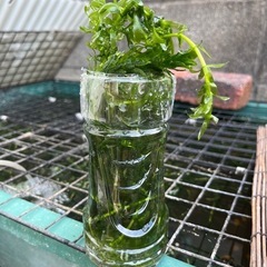 盛り盛り⭐︎水草　アナカリスの画像