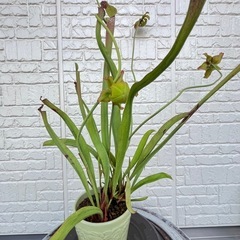 サラセニア(食虫植物)の画像