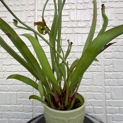 サラセニア(食虫植物)の画像