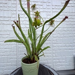サラセニア(食虫植物)の画像