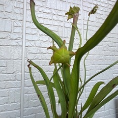 サラセニア(食虫植物)の画像
