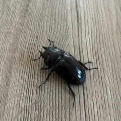 タランドゥスオオツヤクワガタの画像