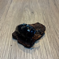 タランドゥスオオツヤクワガタの画像