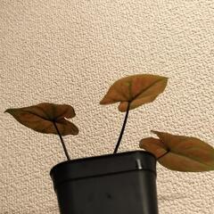 A88 観葉植物 カラジウム ニューウェーブの画像