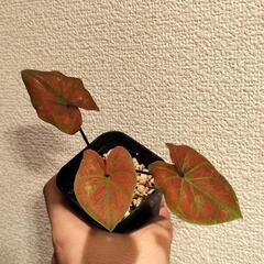 A88 観葉植物 カラジウム ニューウェーブの画像